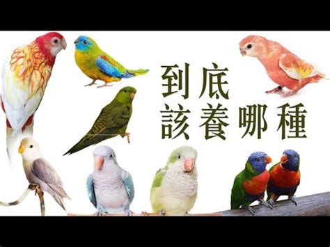 養雀仔|香港雀鳥文化交流及討論區